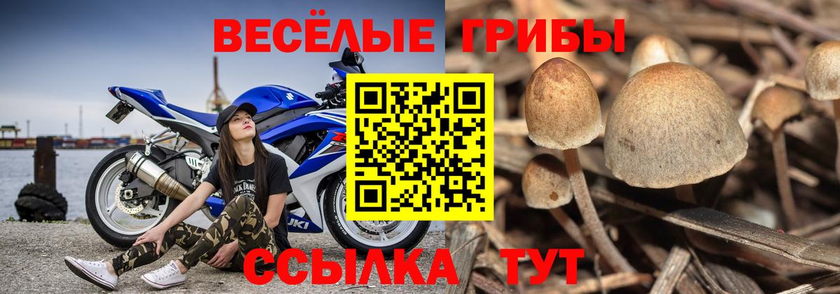 Галлюциногенные грибы Magic Shrooms  Галлюциногенные грибы MAGIC MUSHROOMS  хочу наркоту  Вход с VPN  Уварово 